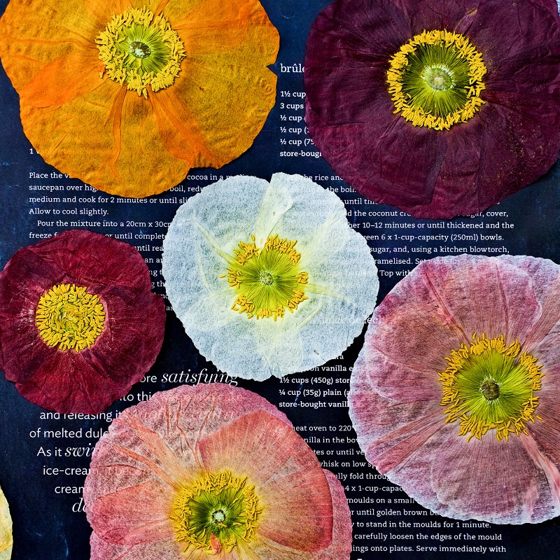 Art Craft Flower - 1pcs, Bunga Poppy Kering Alami untuk