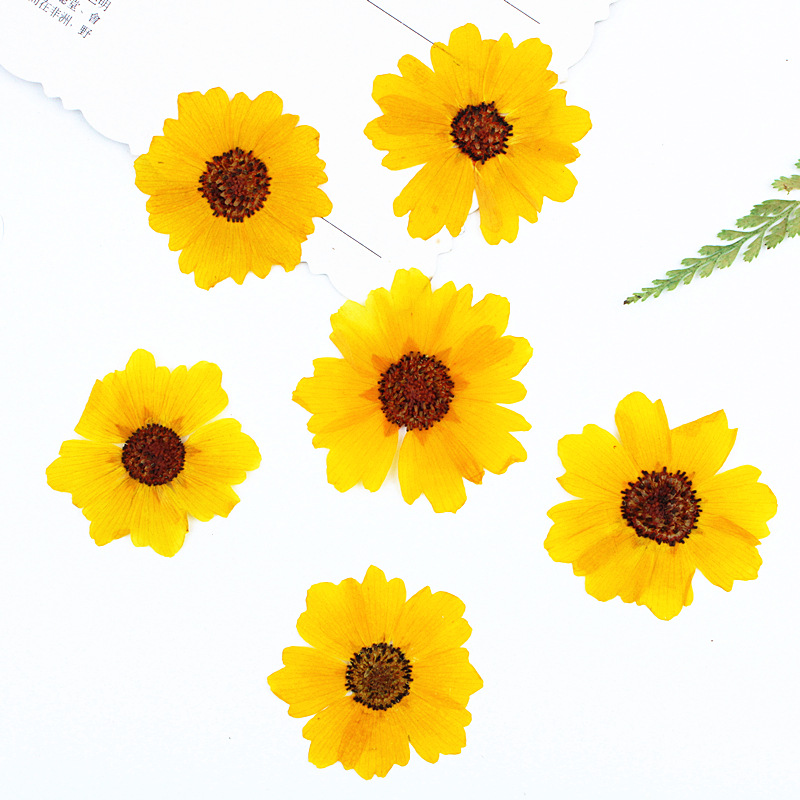 Art Craft Flower - 24 buah, Bunga Krisan Asli yang