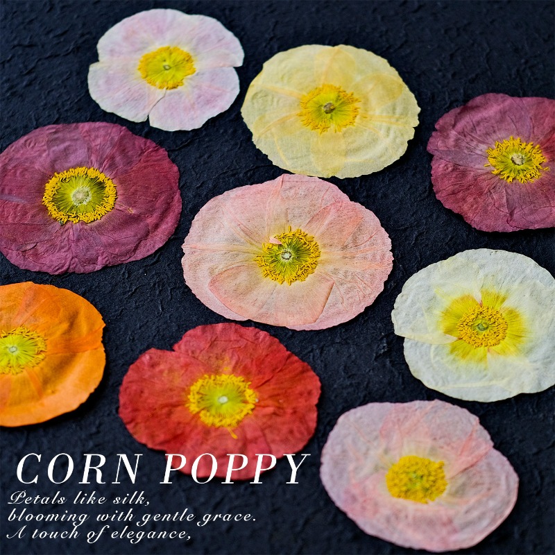 1pcs, Bunga Poppy Kering Alami - Art Craft Flower ulasan dan harga