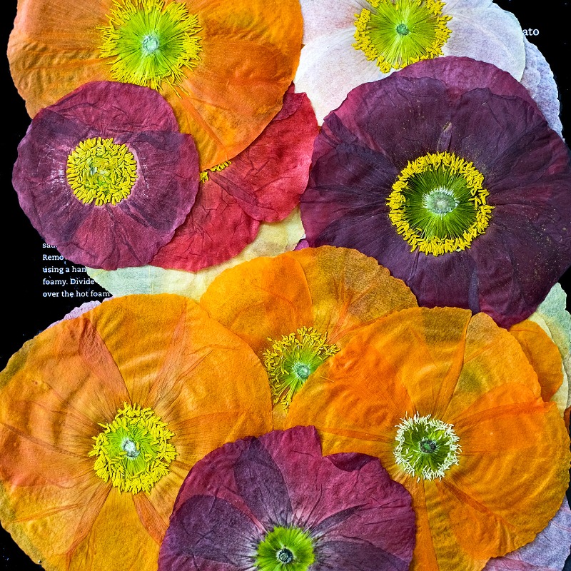 1pcs, Bunga Poppy Kering Alami - Art Craft Flower ulasan dan harga