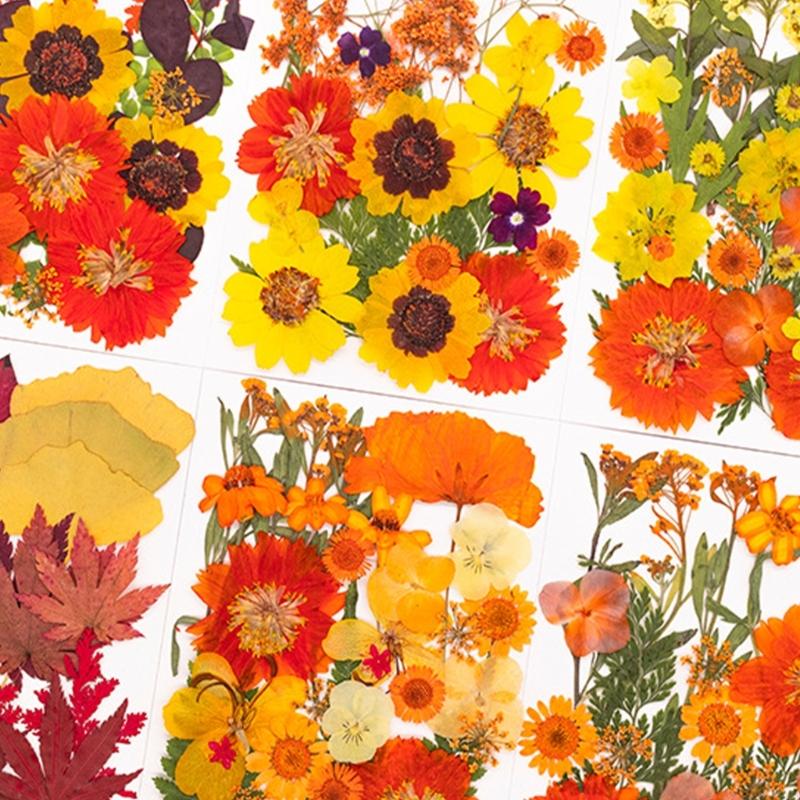 Bunga Kering Ditekan untuk Cet - Art Craft Flower ulasan dan harga