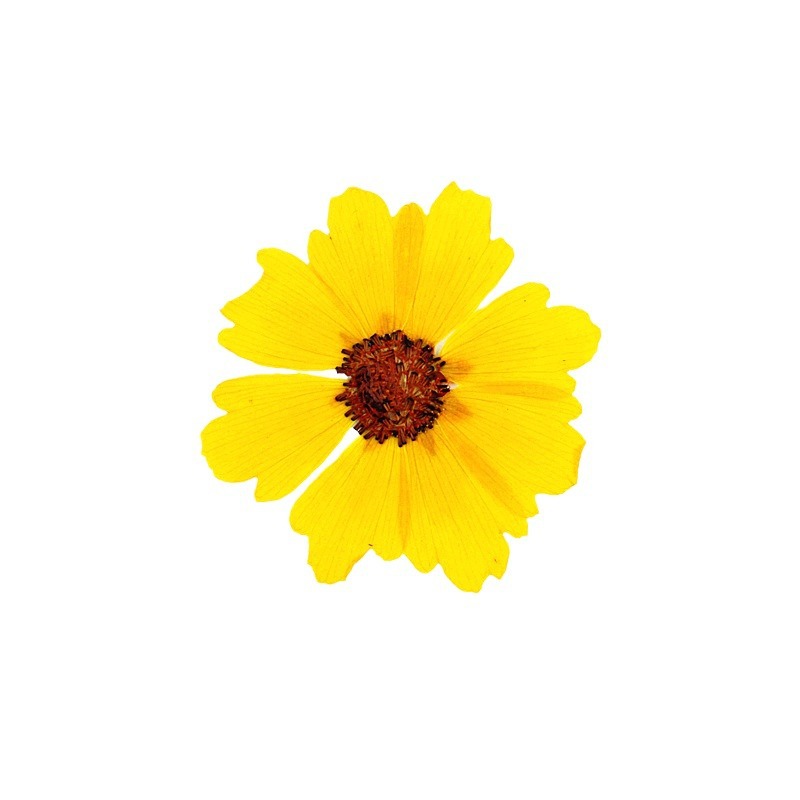 24 buah, Bunga Krisan Asli yan - Art Craft Flower ulasan dan harga