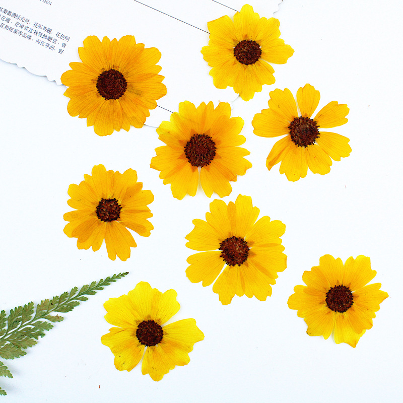 24 buah, Bunga Krisan Asli yan - Art Craft Flower ulasan dan harga