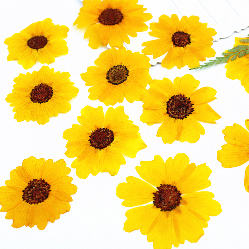 24 buah, Bunga Krisan Asli yan - Art Craft Flower ulasan dan harga