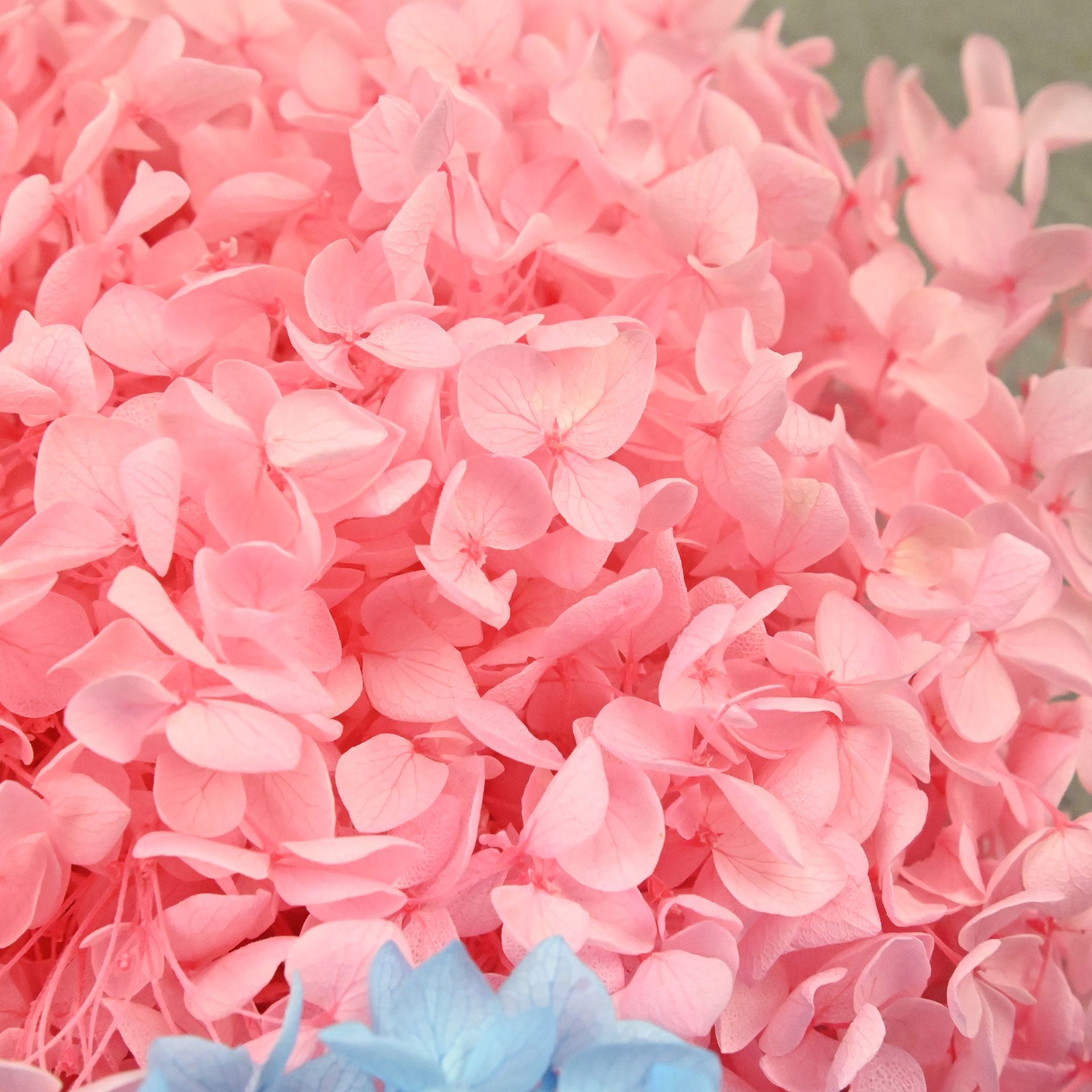 20G Kelopak Hydrangea Alami Bu - Art Craft Flower ulasan dan harga